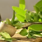 sage, herbs, culinary herbs-1544883.jpg